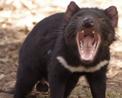 Чем то он похож на крысу. Интересно чем?