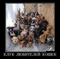 Истинные желания собак не поддаются никакой логике!