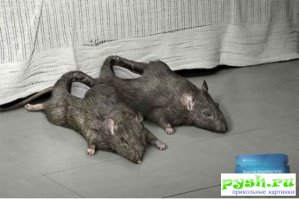 20 пар суперских тапочек, которые согреют вас в холодный день