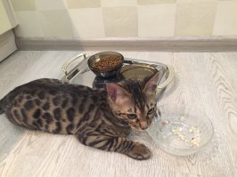 А у меня был один,без пары.....и не будет у него пары никогда....упал с балкона,8 этаж......и кота нету больше....