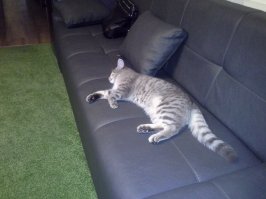 10 серьёзных причин завести кота, о которых стоит задуматься