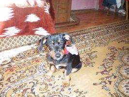 РЕДКАЯ ДУРОСТЬ!Некоторым животным просто нечем выражать эмоции. А нарисованные на картонке они выглядят глупостью хозяев. Вот эмоции и не нужно их рисовать. Надо любить своего питомца и он вам ответит.