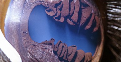 а глаз зебры слабо на стенку?