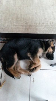 Мой ,,недопес,,:)