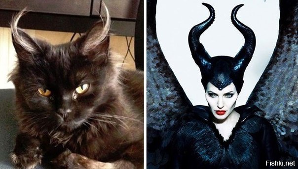 Из солянки от 16.02.2016