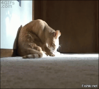 Из солянки от 16.02.2016