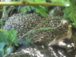 Мои дачные гости.:)