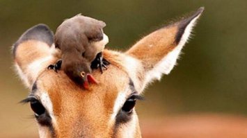 Извините, испорчу настроение, но птичка питается кровью