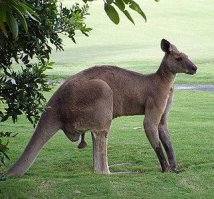 Да, видимо, характерная особенность сумчатых. У кенгуру тоно так же