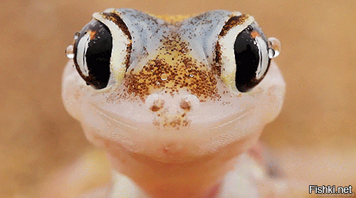 Из солянки от 16.02.2016