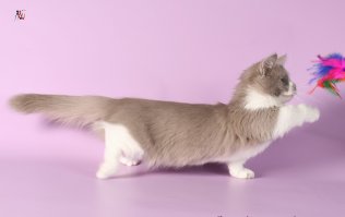 Что за бредовые советы в конце? Это коротколапая кошка, а не олигофрен!! Манчкины очень подвижные и занятные котейки.