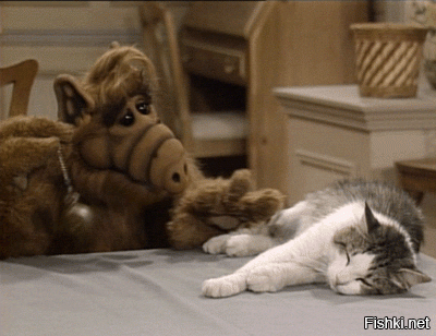 Из солянки от 16.02.2016