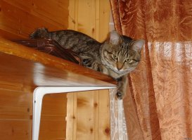 Потому что без кота и жизнь не та!
Теперь это его полка