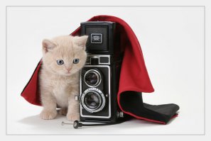 Где тут птичка вылетит?