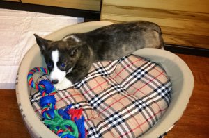 Это она))
Кожаный диван местами уже чуть-чуть погрызан, съеден кусочек плинтуса, и вывернут(!!!) шуруп из межкомнатного порожка - хорошо, что вовремя успела отнять, не проглотила... Но мы ко всему были готовы, глядя на эту мордаху