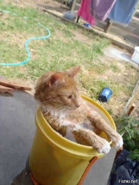 Из солянки от 16.02.2016