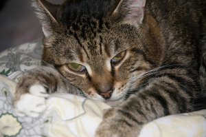 Вот фотка,твоего кота,ты лучше фотки выкладывай, а не ссылки на них.