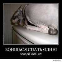 Женская сумочка, в которой удобно переносить кошку