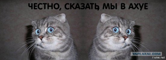 Женская сумочка, в которой удобно переносить кошку