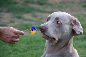 Можешь лучше, тогда подпиши сам.