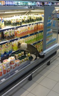 А этот котик на работе!!! За сроками следит!!! Просрочку ищет!!! Вдруг тайный покупатель припрётся?!!