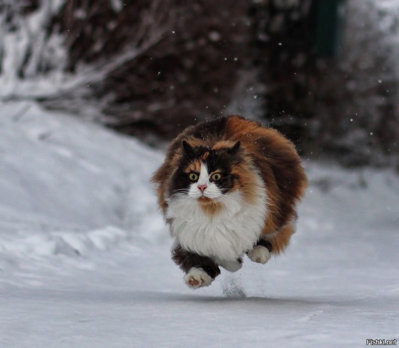 Из солянки от 16.02.2016