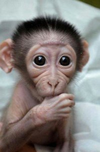 25 очаровательных животных, которые сделают ваш день