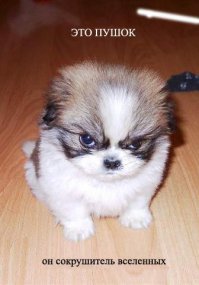 Милые собачки!