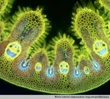 А че ей скрываться то 
это клетка канапли - она смеется вмсте с тобой