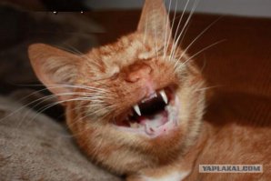 Родители по одуряющему запаху валерьянки определили, что потенциальный зять сердечник, и решили на всякий случай его не нервировать. Сидели и лыбились, а то не ровен час, у них окочурится.
Вырос в их глазах)))) Котику смешно