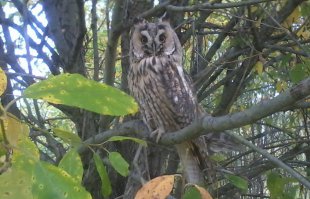 Ежа всего 1 раз видел,но его присутствие все лето ощущал.А сова у меня на даче 2 месяца обитала.Сфотографировать себя позволила.Сидит-не боится.