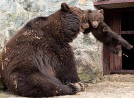 Кошка заходила в горящий дом 5 раз, чтобы вынести каждого своего малыша