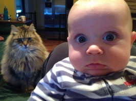 Что, за порода кота??