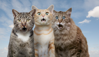 Да как так то? Стеклина не хилая.