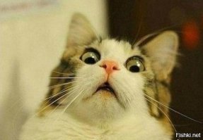 Хитрая мысль, которая понравилась и коту, и мне