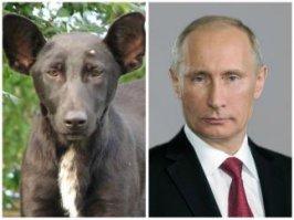 Лучшее, что есть в человеке — это собака