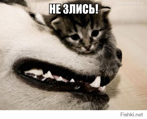 Из солянки от 17.02.2016