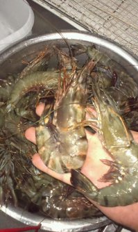 Креветосы там зачетные. незадорого.