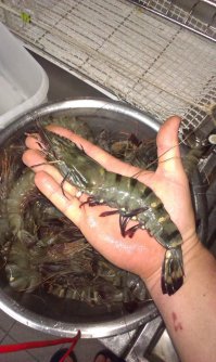 Креветосы там зачетные. незадорого.