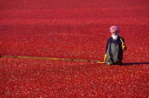 До того как прочитал о чём пост был уверен, что это афганское маковое поле и душман. Именно таким я его запомнил в 1983.