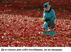 Клюквенные моря в Канаде