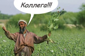 Клюквенные моря в Канаде