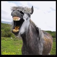 Чёт сегодня смеялась как лошадь