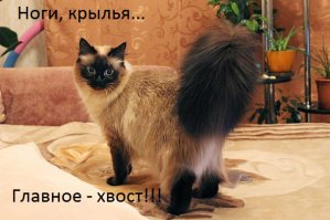 Девушки с отличными ногами
