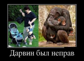 Кошка заходила в горящий дом 5 раз, чтобы вынести каждого своего малыша