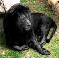 А где звезда "Одноклассников" черный лев?