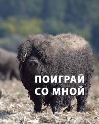 Венгерская Мангалица - свинья с овечьей шерстью