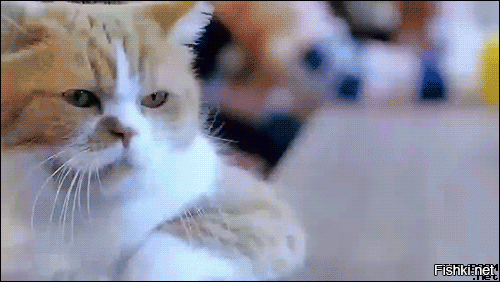 24 самых театральных кота в истории