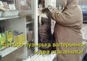 Хитрая мысль, которая понравилась и коту, и мне