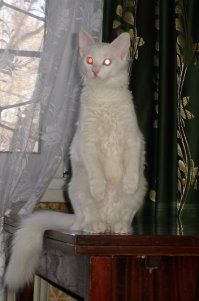 Коротколапая Пиксель